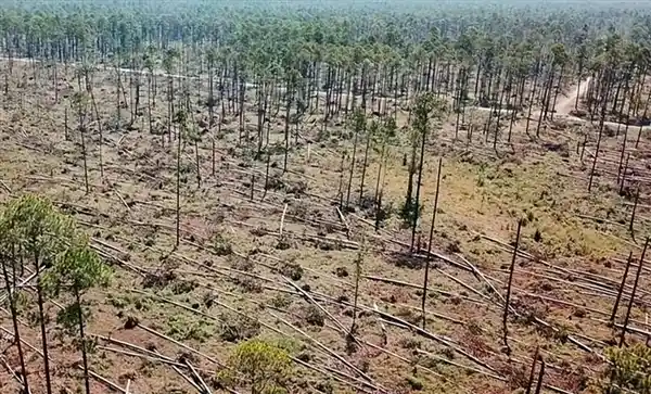 亚马逊雨林树木失控疯长？科学家警告：这场绿色危机暗藏生态警报