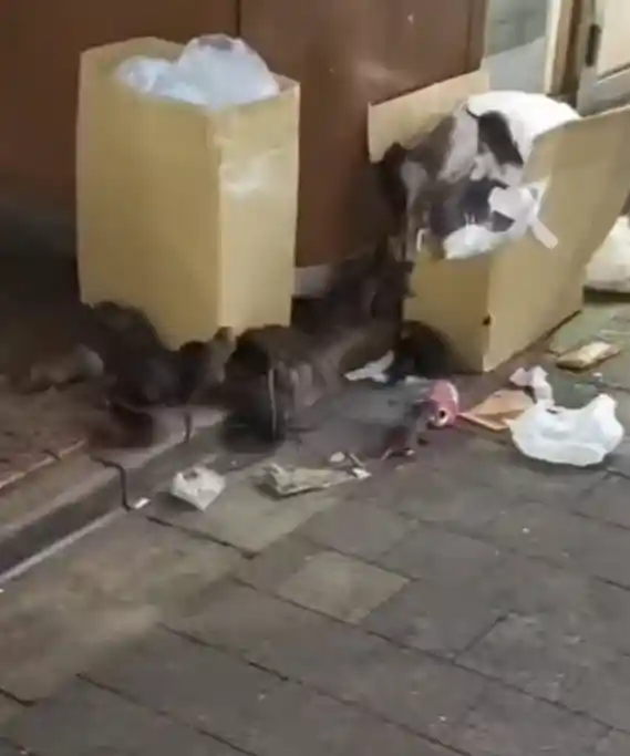 东京街头鼠患惊人！游客遭咬血染地面，猛兽出没引恐慌