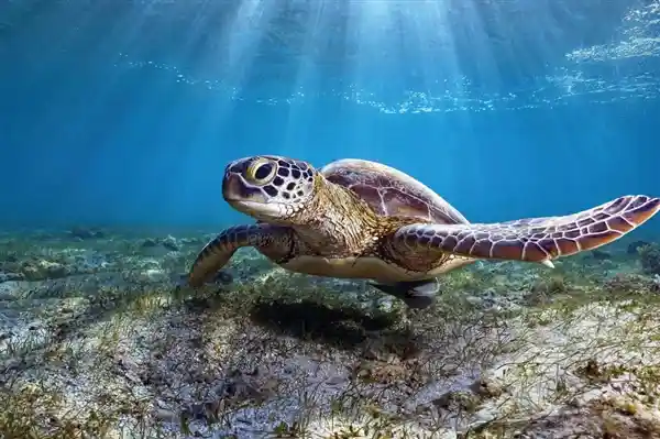 九载相伴，捡来乌龟竟养出圆滚滚巨无霸