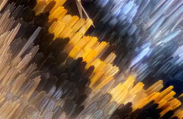 显微镜下的震撼：飞蛾鳞片竟如外星艺术