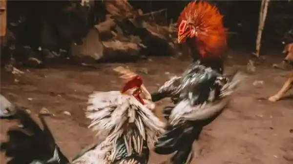 斗鸡突袭！秘鲁男子遭爱禽攻击，刀片割股动脉惨死家中