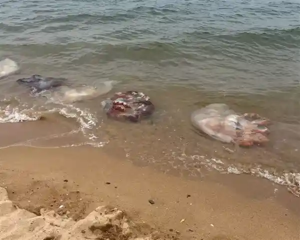 酒后骑摩托压海蜇滑倒坠亡 法院认定四方担责