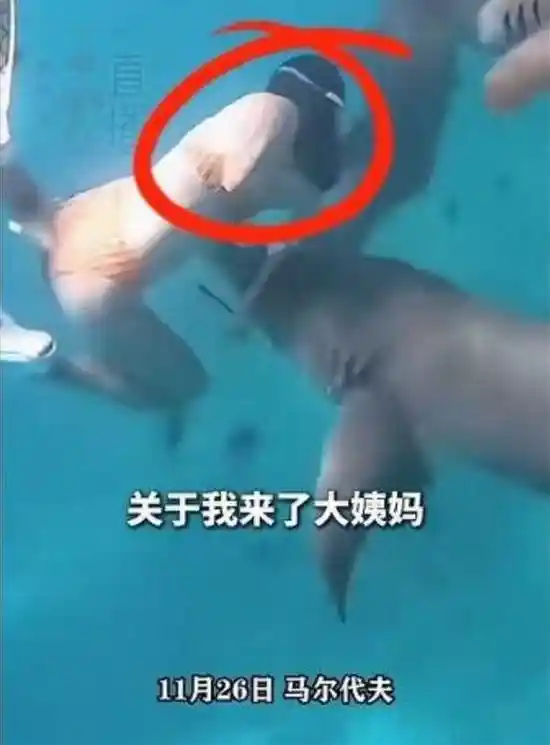 血色深海：生理期潜水女子遭鲨鱼突袭，血腥味成致命诱因