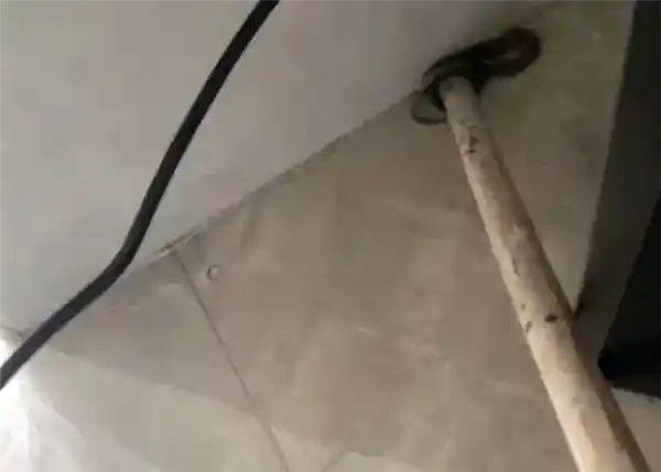 广州居民家中惊现宠物蛇 物业：已加强管理