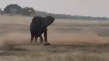 平头哥勇战双虎！蜜獾真有如此神勇？