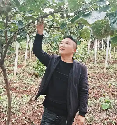 甜蜜的愿景：让乡亲们的日子赛过猕猴桃
