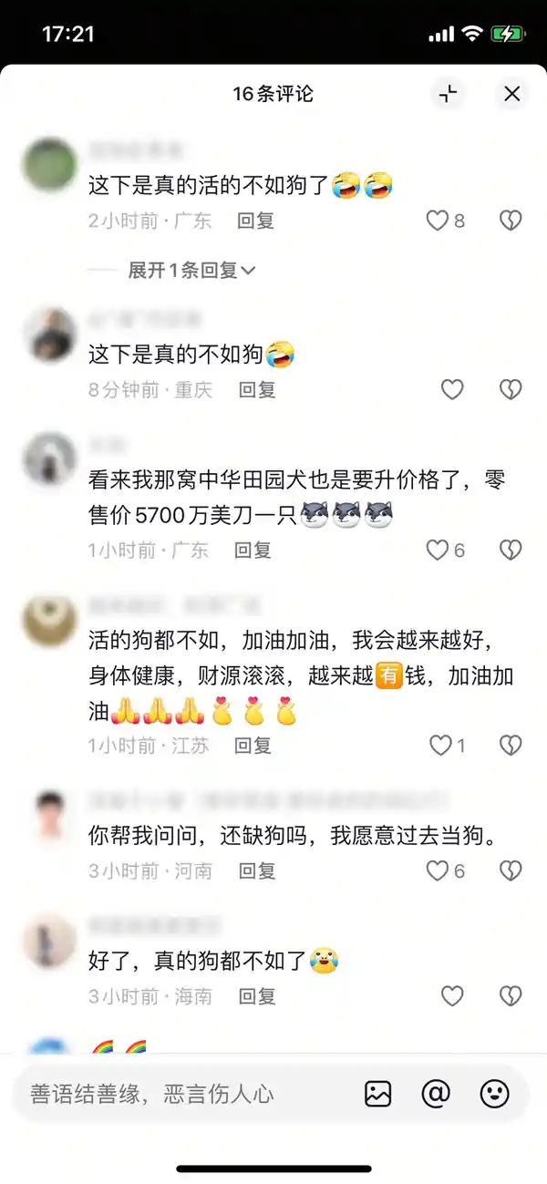 《身价4100万！全球最昂贵狗狗惊现狼牧羊犬混血传奇》