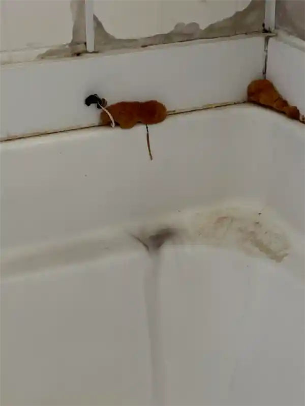 神秘奇观！浴室现橙色海绵竟长出蘑菇？奇幻之旅还是科学谜团？