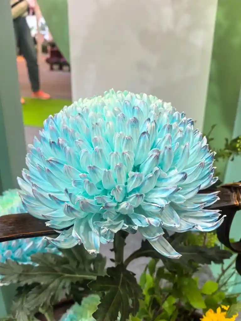 年产值突破5000亿！鲜花经济绽放新活力