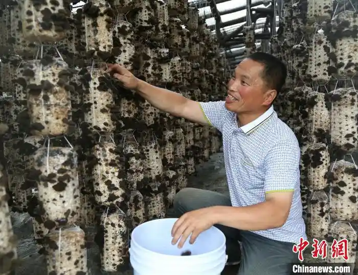 从独木支撑到万花竞艳：中国最大国有林区的绿色转型之路