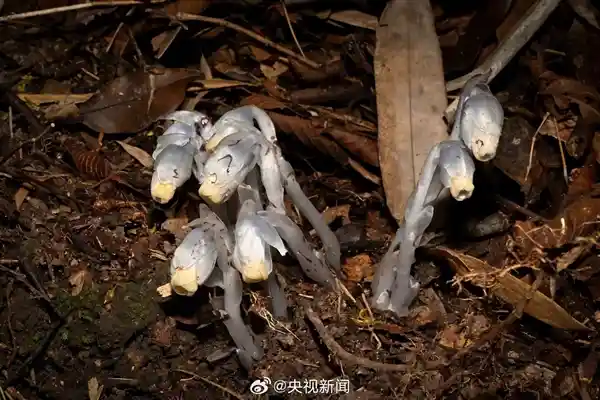 贵州惊现幽灵之花！无叶绿素不靠光合作用，神秘植物首次现身