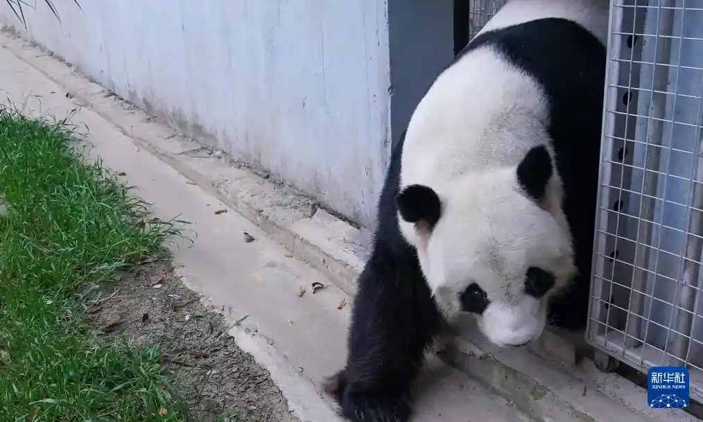 大熊猫福娃凤仪荣归故里