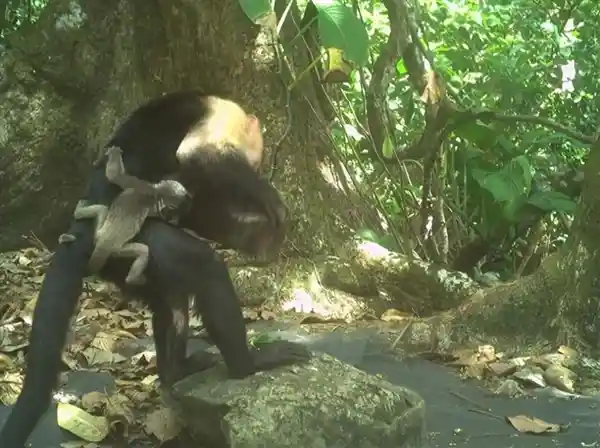 巴拿马神秘孤岛惊现偷娃狂魔：卷尾猴盗走吼猴幼崽的离奇事件
