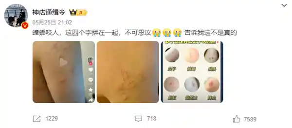 蟑螂真的会咬人？《博物杂志》权威辟谣：真相竟有三种可能！