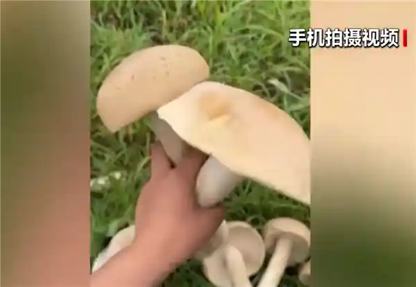 《广西惊现巨伞级蘑菇 四人合力都难搬 医学专家紧急提醒：切勿轻易尝试》