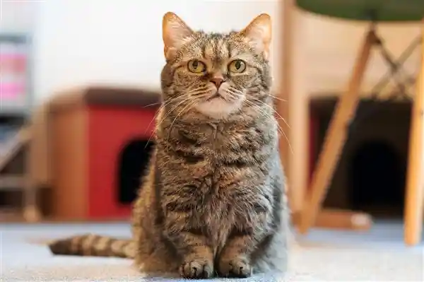 火锅惊魂！萌猫坠锅获救，网友暖心命名五一引热议