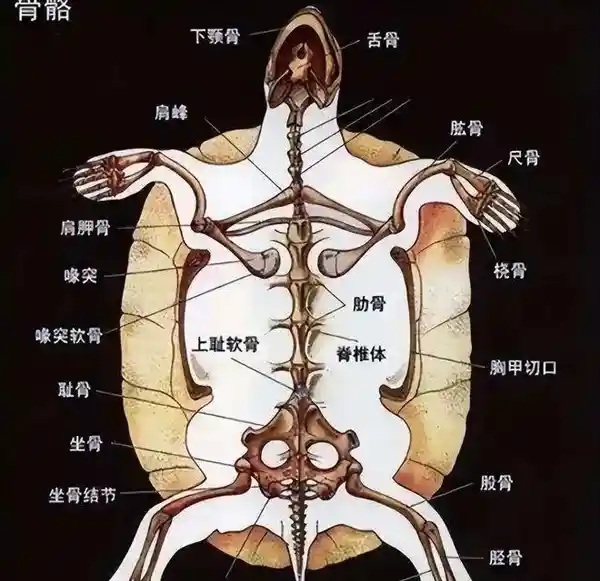 龟鳖争霸：看似弱势的鳖为何能与龟平分秋色？