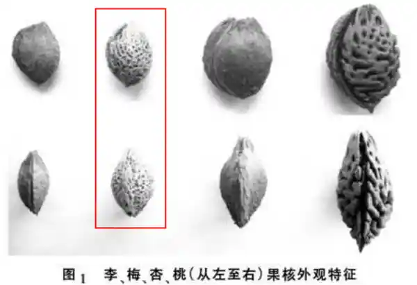 酸爽开胃的夏日宝藏果子，你真的吃对了吗？
