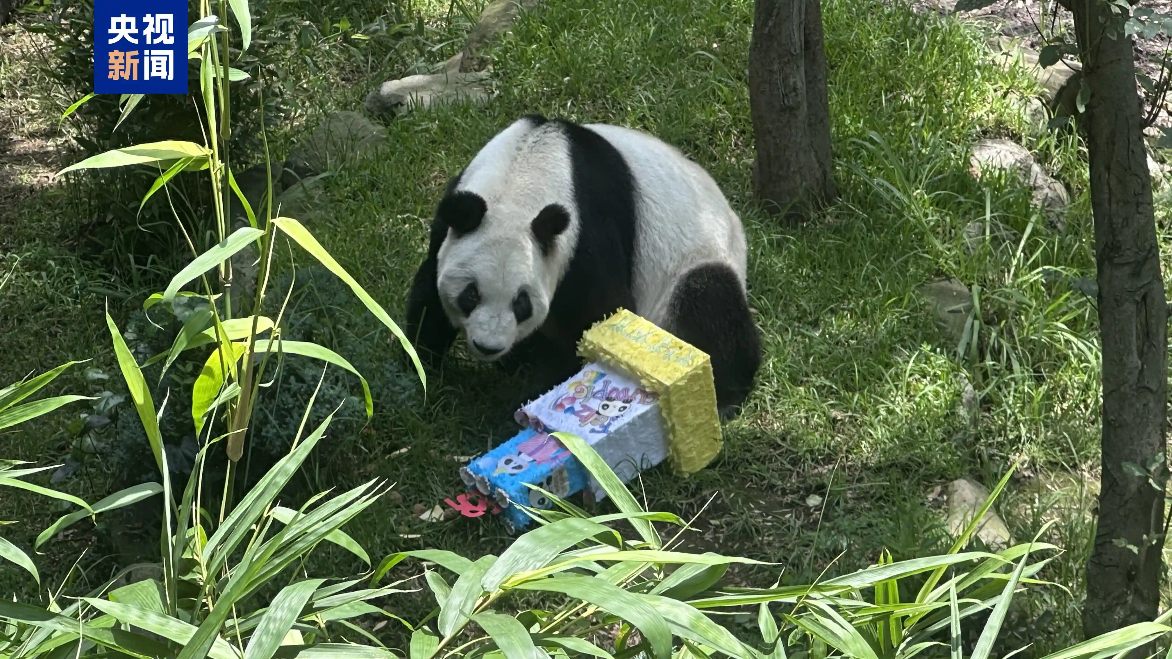 35岁‘熊猫寿星’欣欣墨西哥庆生，全球关注的长寿传奇