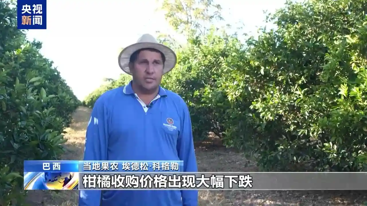 巴西果农忧心：关税风暴下，水果或将烂在树上