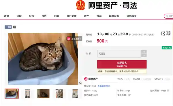 3岁狸花猫因主人欠债被法拍，竟成竞拍焦点引发热议