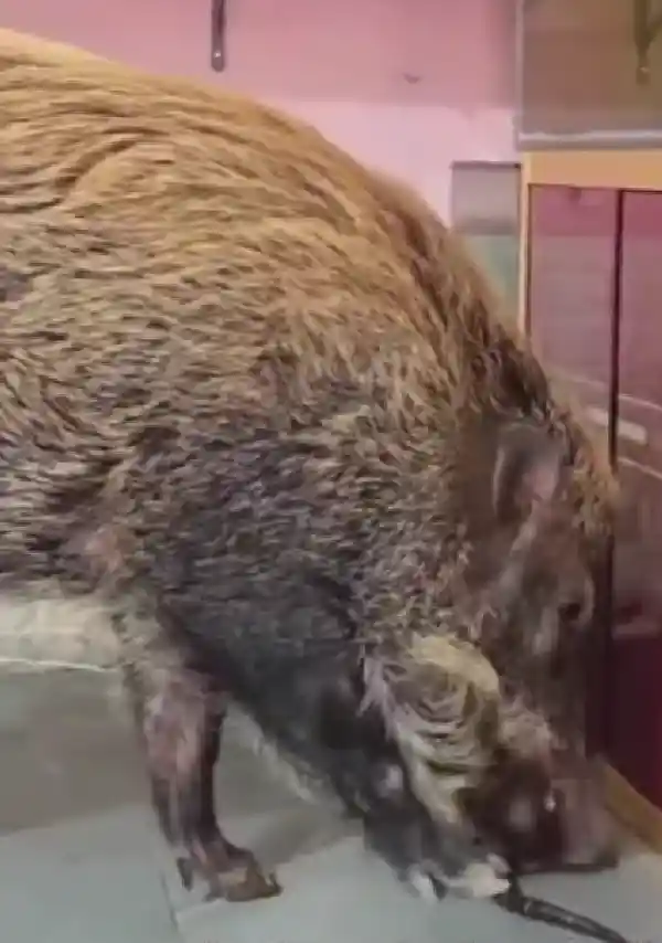 眼镜蛇潜入民宅反遭野猪致命反击，主人：它救了我一命！