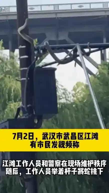洪水中遇蛇？这4招关键时刻能救命！